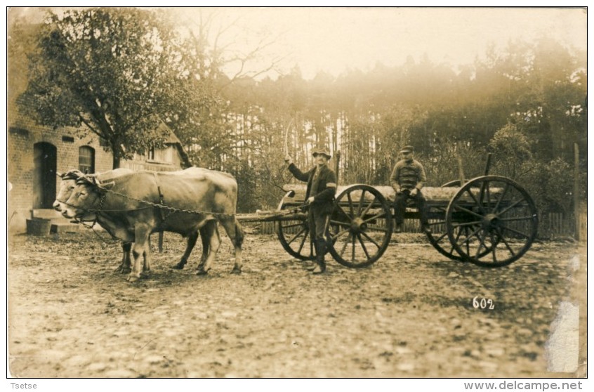 Débardeurs Où Ouvriers Forestiers - Attelage Tiré Par Des Boeufs -Carte Photo Non Située - Autres & Non Classés