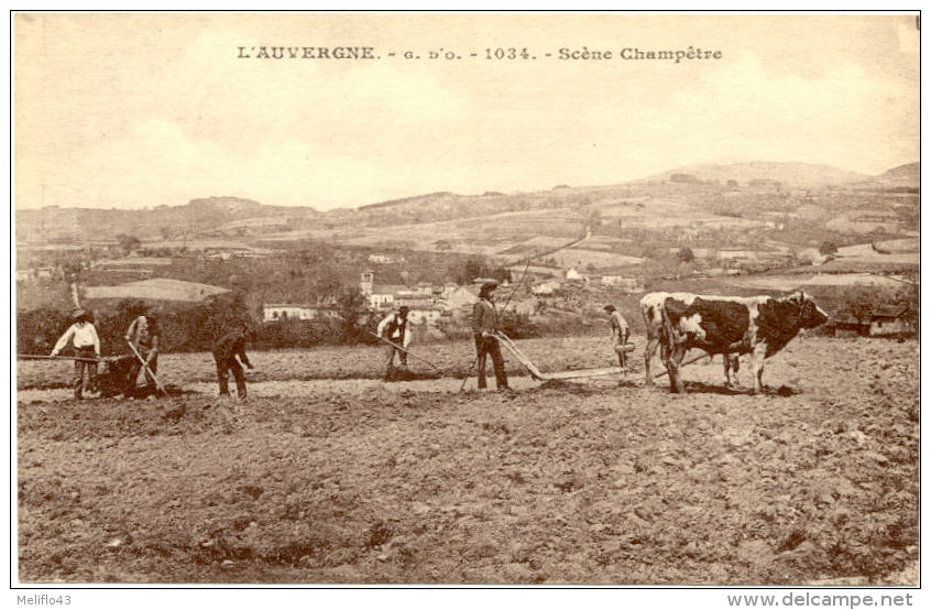 Belle CPA A - Scéne Champetre ( Attelage Au Labour) - Auvergne