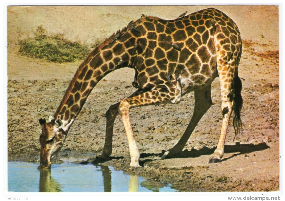 GIRAFFE DRINKING / WITH RHODESIA STAMPS - Zimbabwe