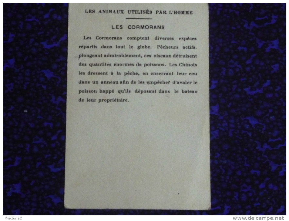 CHROMO - Les Animaux Utilisés Par L' Homme , Les CORMORANS - Autres & Non Classés