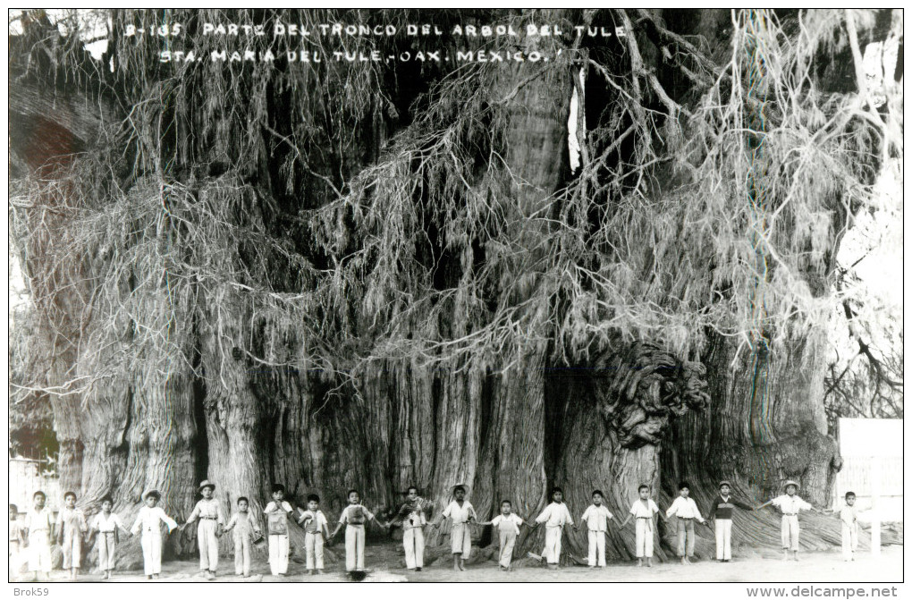 MEXIQUE - MEXICO - PARTE DEL TRONCO DEL ARBOL DEL TULE STA MARIA DEL TULE OAX  - CARTE PHOTO - RPPC - Mexique