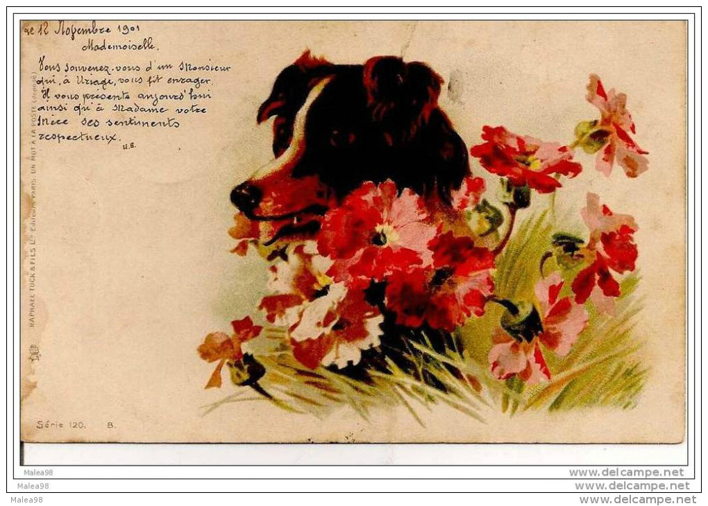 CHIEN  Dans  Les  FLEURS ,,,,,,JOLIE  CARTE ,,,,, VOYAGE   1901,,,,, B E - Chiens