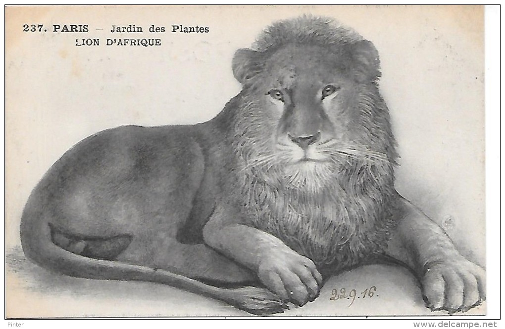 PARIS - Jardin Des Plantes - LION D'AFRIQUE - Lions