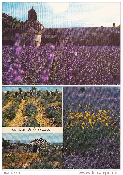 LA LAVANDE EN PROVENCE LOT DE 8 BELLES CARTES - Voile