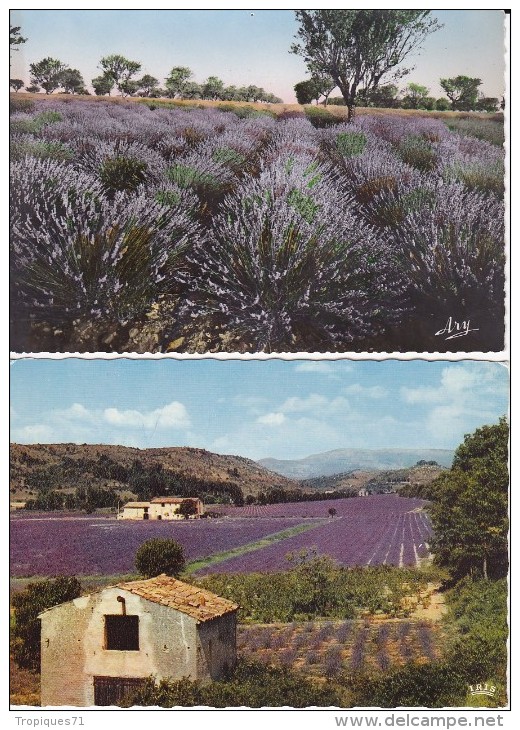 LA LAVANDE EN PROVENCE LOT DE 8 BELLES CARTES - Voile