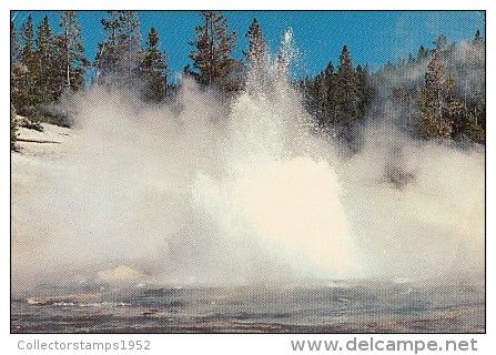 7313- POSTCARD, YELLOWSTONE NATIONAL PARK- ECHINUS GEYSER - Yellowstone