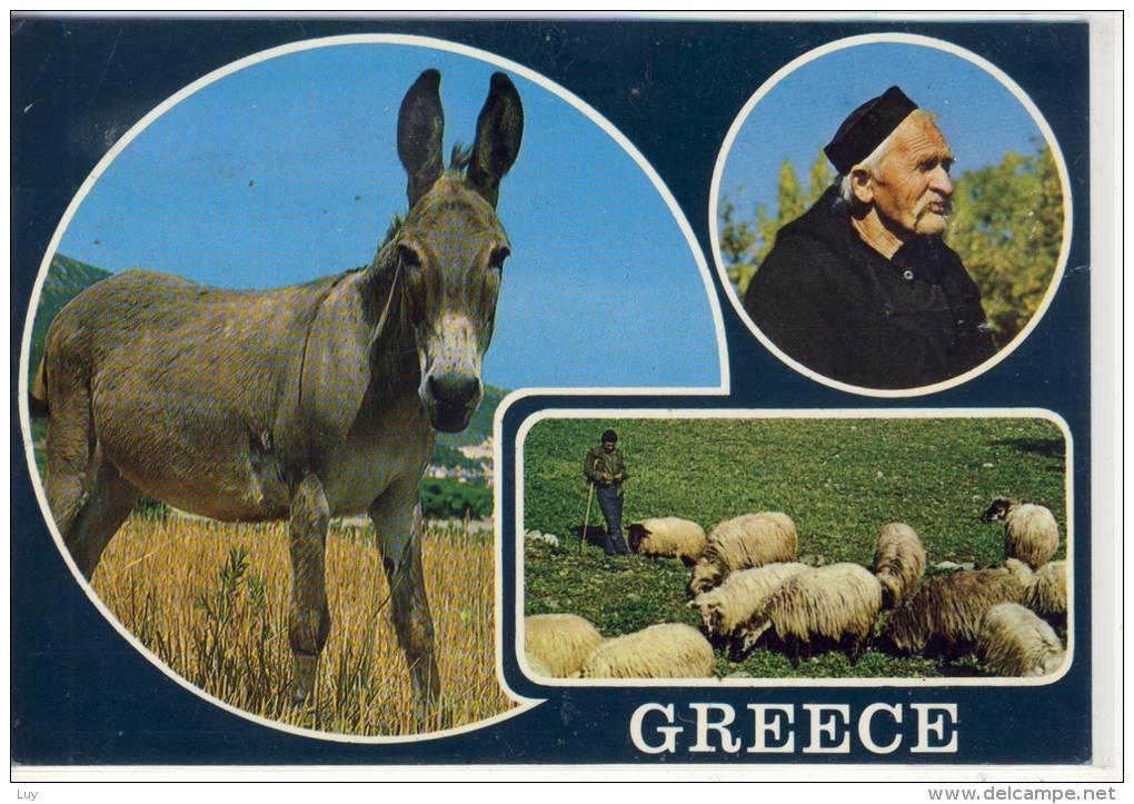 GREECE - Typical Scenes, Typische Szenen, Esel, Schafe, Donkey, Cul, Schäfer, Type, Shepherd - Europe