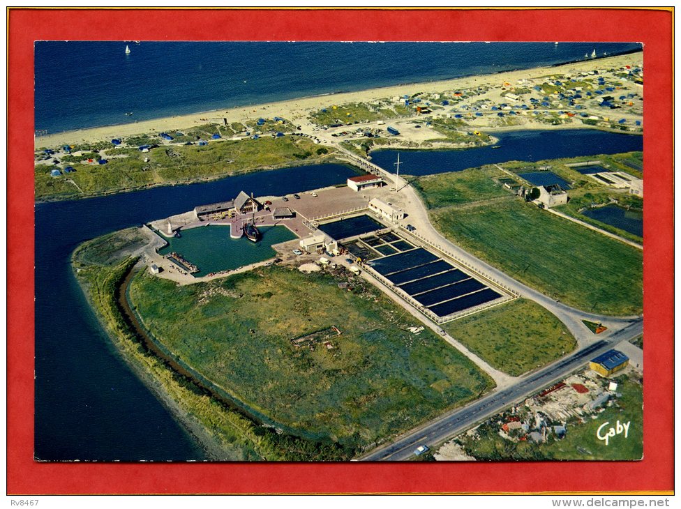 * COURSEULLES Sur MER - Vue D'ensemble. Domaine De L'ILE DE PLAISANCE. PARC à HUITRES Gilles BENOIST - Courseulles-sur-Mer