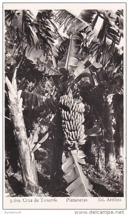 España--Tenerife--Sta.Cruz- --Plataneras - Arbres