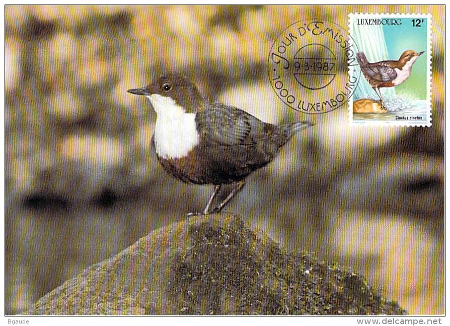 LUXEMBOURG  CARTE  MAXIMUM  NUM-YVERT  1120 PROTECTION DE LA NATURE  FAUNE OISEAU - Cartoline Maximum