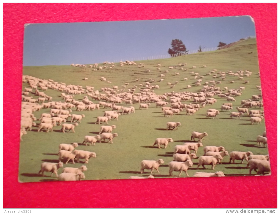 New Zealand Sheep Farming - Nouvelle-Zélande