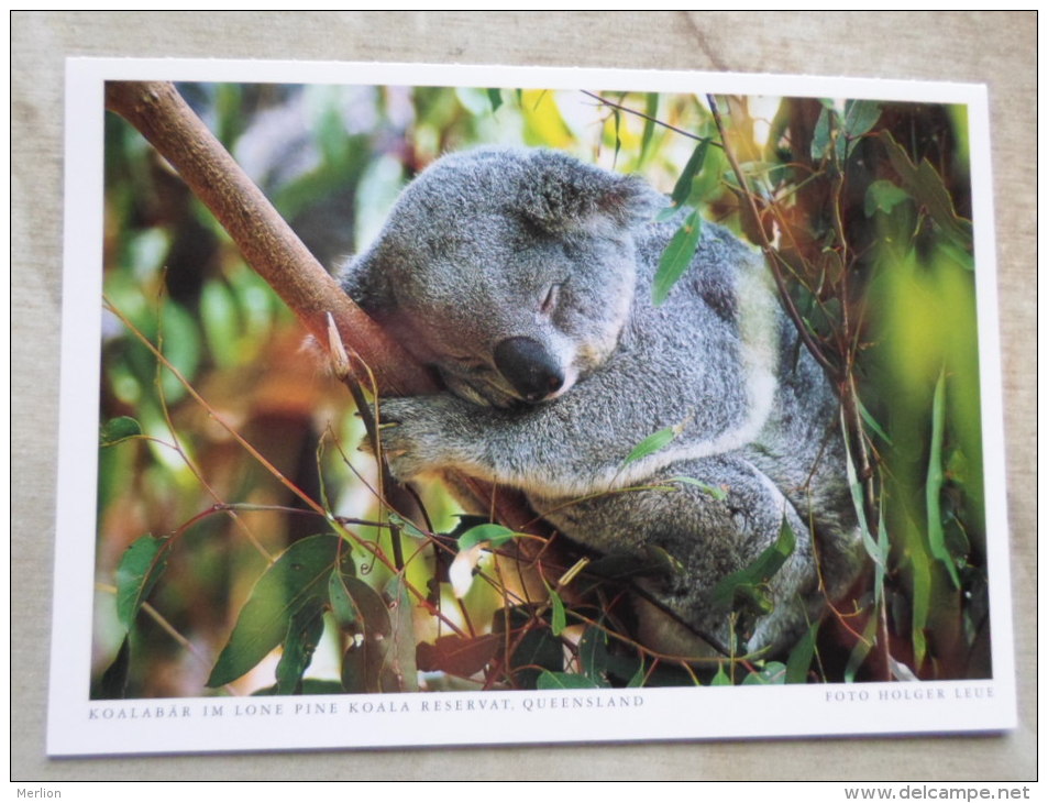 Australia -KOALA  Koalabär - Lone Pine  Koala Reservat -QLD   German Postcard  Photo Holger Leue   D120895 - Autres & Non Classés