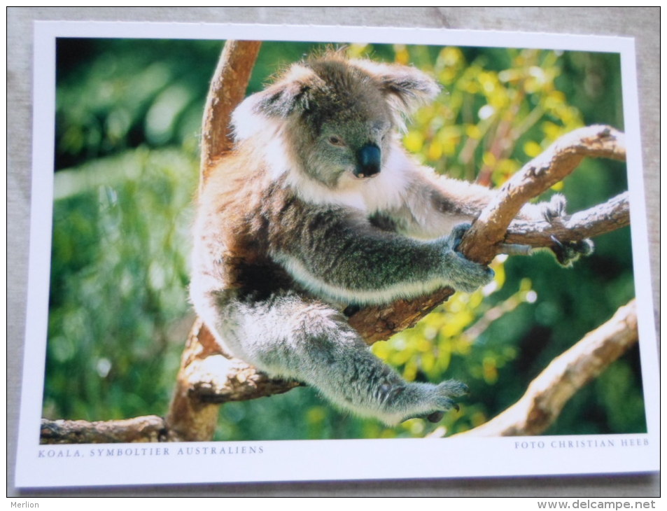 Australia -KOALA  Koalabär - Symboltier Australiens    German Postcard  Photo Christian Heeb    D120896 - Outback