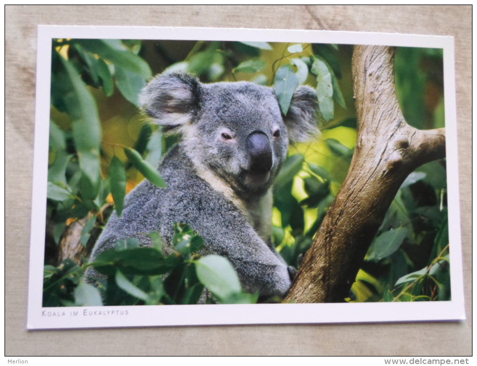 Australia -KOALA  Koalabär - Koala Im Eukalyptusbaum -   German Postcard  Photo Clemens Emmler     D120898 - Outback