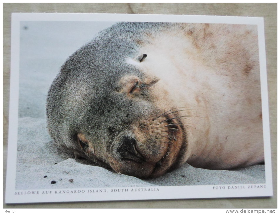 Australia -Seelöwe Auf Kangaroo Island SA - Seal - Sea Lion   German Postcard  Photo Daniel Zupanc    D120899 - Kangaroo Islands