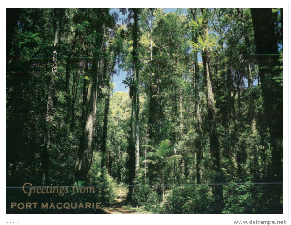 (600) Australia - NSW - Port Macquarie Rainforest - Port Macquarie