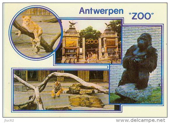 CP.  ANTWERPEN.  ZOO - Antwerpen