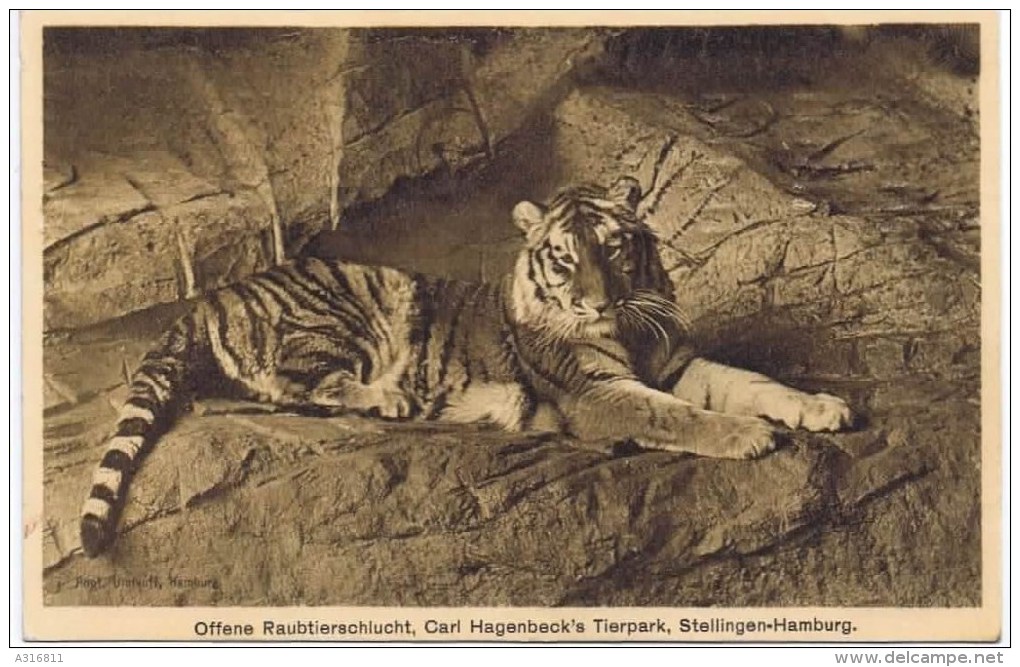 Cpa  Offene RAUBTIERSCHLUCHT - Tigers