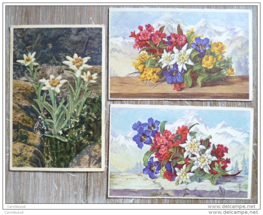 LOT 11X  Litho Illustrateur Amag  3440 SP GYGER Stehli Fleurs Des Alpes Montagne Edelweiss Etc - Sammlungen & Sammellose