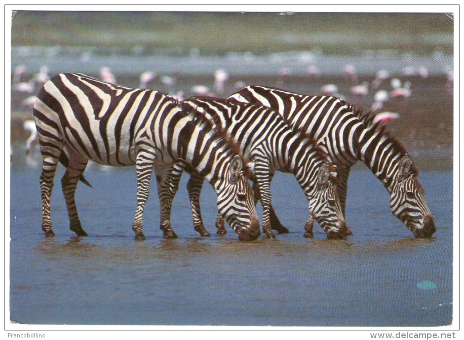 AFRICAN WILD LIFE-ZEBRA / WITH TANZANIA THEMATIC STAMP-FIFA WORLD CUP 1986-FOOTBALL - Tansania