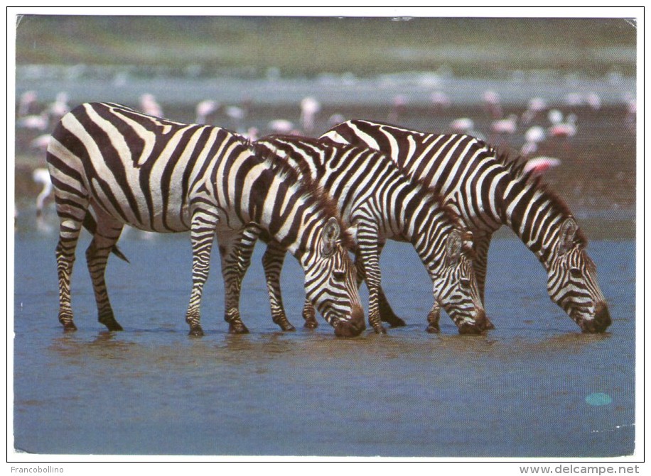 AFRICAN WILD LIFE-ZEBRA / WITH TANZANIA THEMATIC STAMP-FIFA WORLD CUP 1986-FOOTBALL - Tanzania