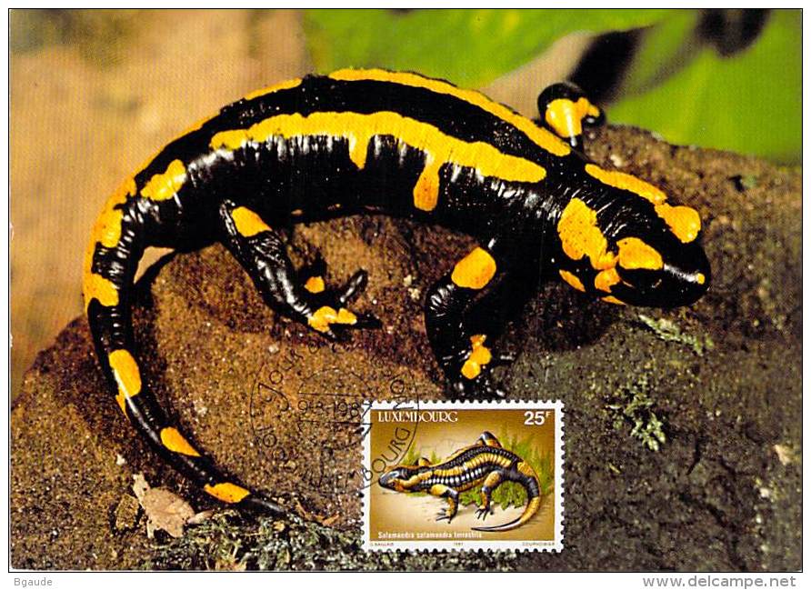 LUXEMBOURG  CARTE  MAXIMUM  NUM-YVERT  1121  FAUNE PROTEGEE PROTECTION DE LA NATURE   SALAMANDRE - Cartoline Maximum