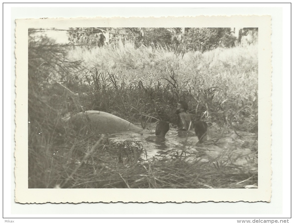 Real Photograph Of A Dead Hippopotamus Been Tied By Locals To Be Removed From Stream - Mocambique? 1960? - Flusspferde