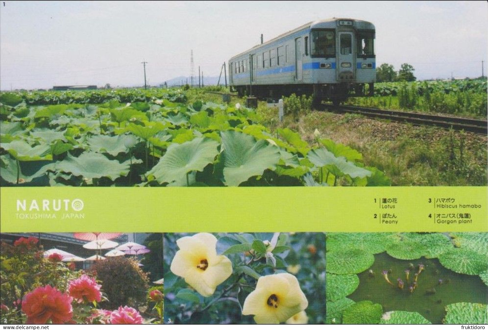 AKJP Japan Postcards Naruto - Awa Odori - Fireworks - Lotus - Peony - Hibiscus Hamabo - Gorgon Plant - Train - Shikoku - Collections & Lots