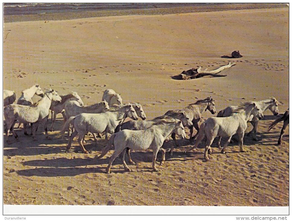 13 - Une Très Belle Manade De Chevaux Camarguais - Other & Unclassified