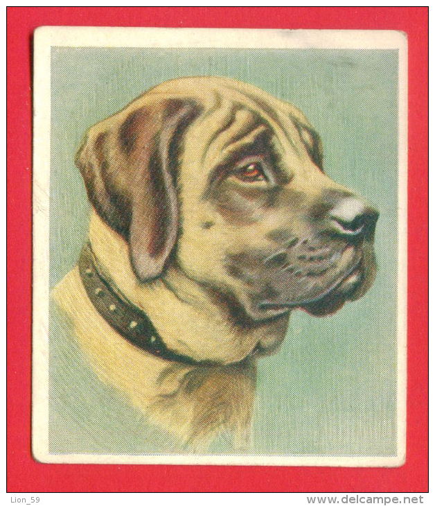 156444 / CIGARRETTE CARDS - Dog Chiens Hunde Cani Honden Perros , THE MASTIFF , GODFREY PHILLIPS , LTD 12 / 30 - Phillips / BDV