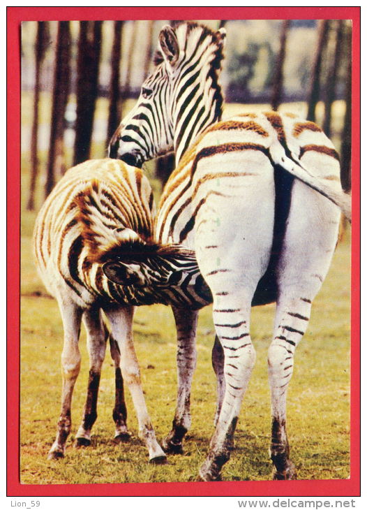 156468 / Burchell's Zebra Damara Zebra La Zebra Di Burchell (Equus Quagga Burchellii ) -  Publ. Bulgaria Bulgarie - Zèbres