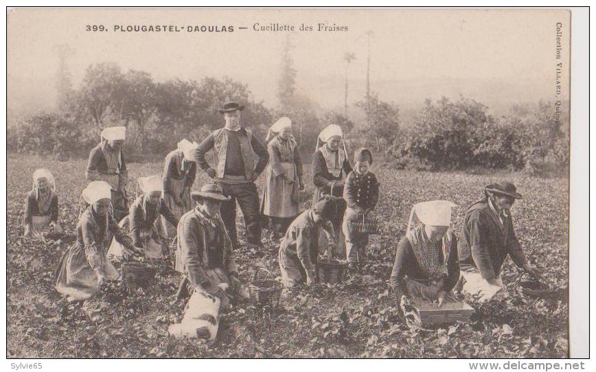 PLOUGASTEL-DAOULAS-LA Cueillette Des Fraises - Daoulas