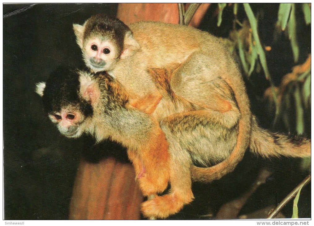 Postcard - Common Squirrel Monkeys At The Royal Melbourne Zoological Gardens. CS1514 - Monkeys