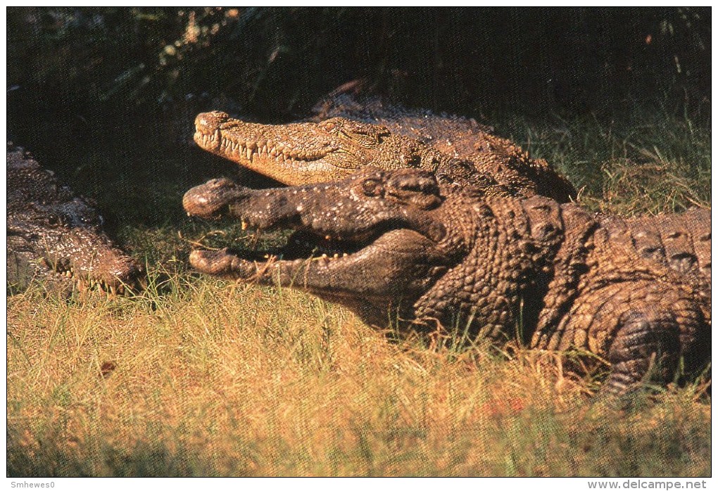 Postcard - Crocodiles At Gatorland. #16337 - Other & Unclassified