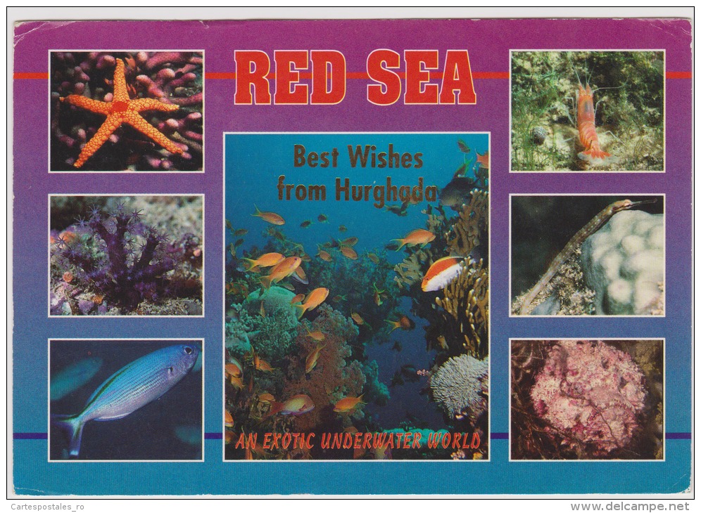 Hurghada-Red Sea-used,perfect Shape - Hurgada