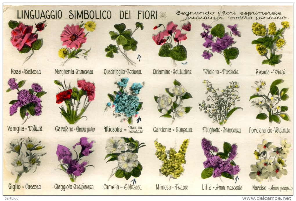 Linguaggio Simbolico Dei Fiori - Other & Unclassified