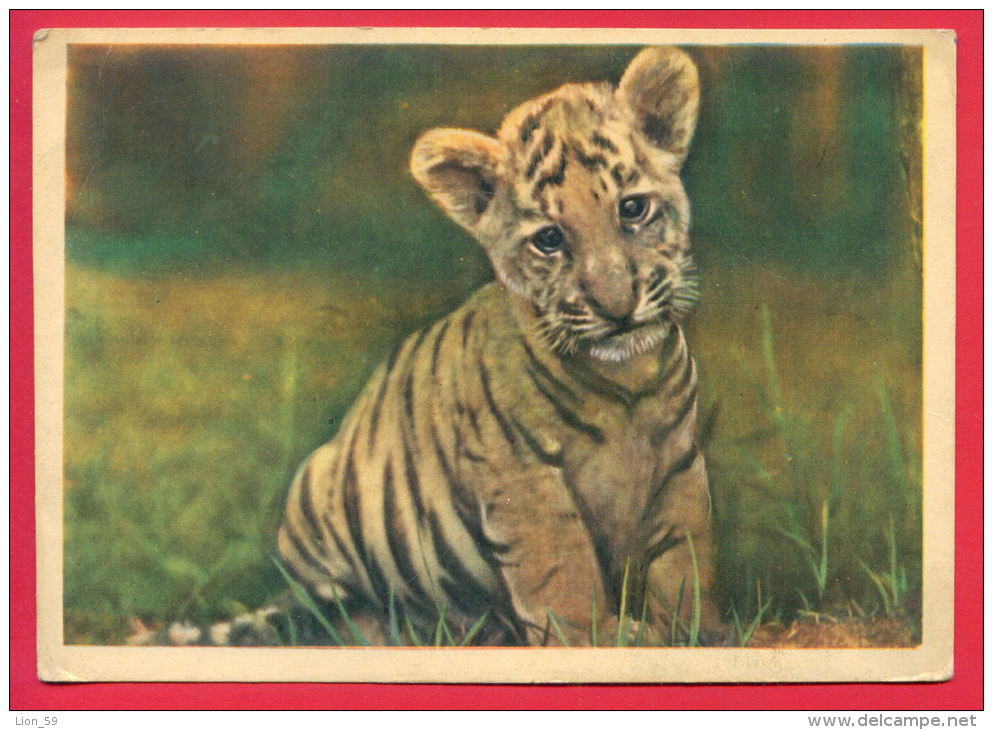 156633 /  The Tiger (Panthera Tigris) Tigre - PHOTO N. NEMNONOVA Publ. Russia Russie Russland Rusland - Tigers