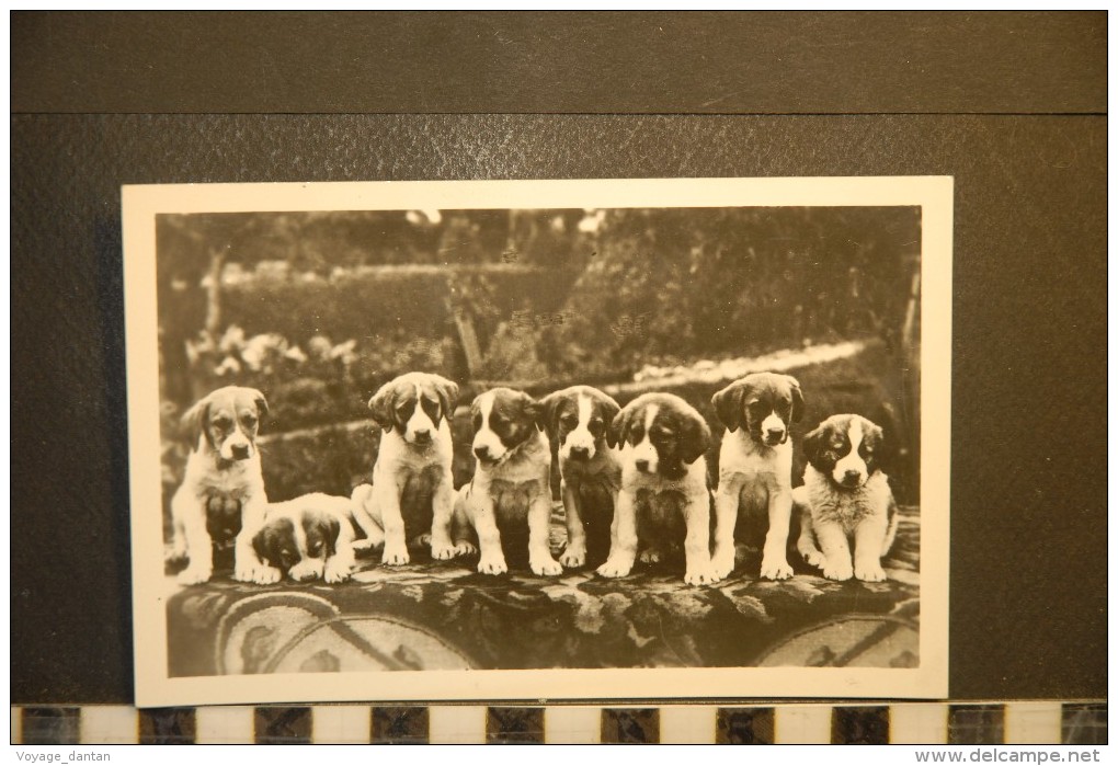 CP, Animaux, Chiens, Chiots Chiens Grand SAINT BERNARD Jeunes Chiens De L'Hopice N°10300 Edition J Cellard - Chiens