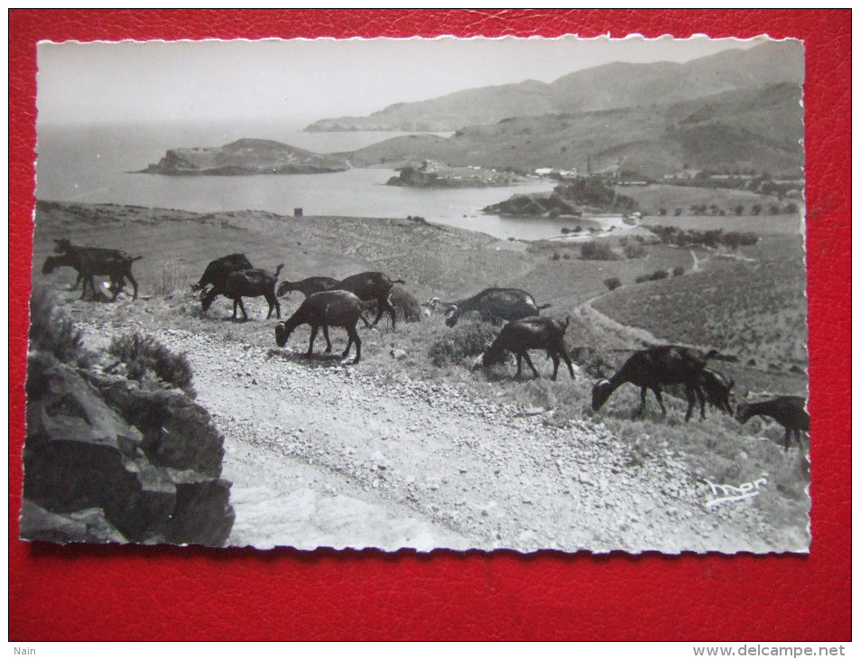 66 - BANYULS - VUE PANORAMIQUE - PLAGE DE PAULILLES - TROUPEAU DE CHEVRES - - Banyuls Sur Mer