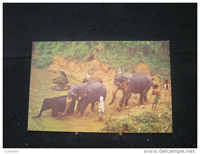 Eb-n°121 / Elephants Bathing Near Kandy.  Sri Lanka- Ceylon   .- - Löwen