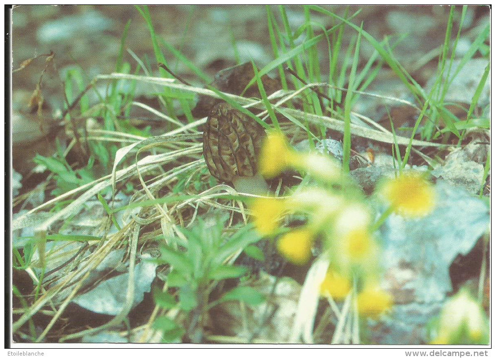 Photo Champignon / Morille Lanceolee Du Val D'Anniviers (Suisse) - Plante Photographiee Dans La Nature - Champignons