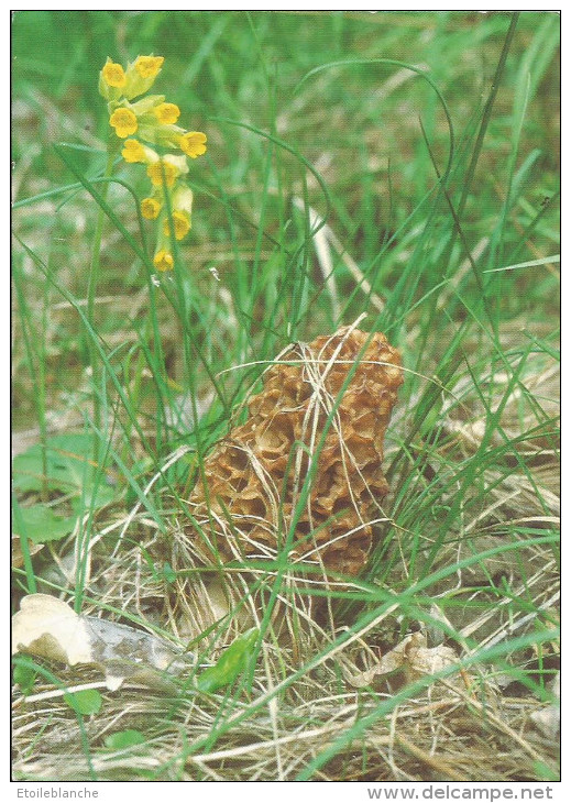 Photo Champignon / Morille Blonde De La Venoge (Suisse) - Plante Photographiee Dans La Nature - Mushrooms
