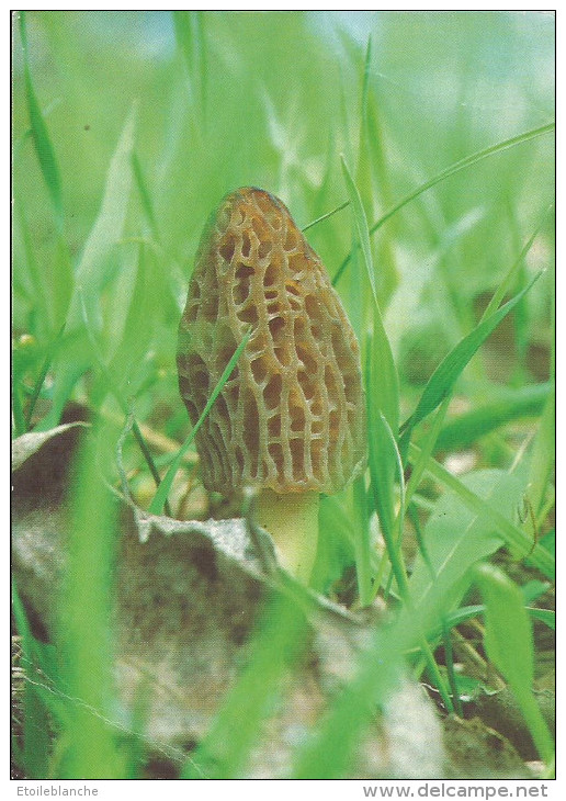 Photo Champignon / Morille Délicieuse De La Veveyse (Suisse) - Plante Photographiee Dans La Nature - Pilze