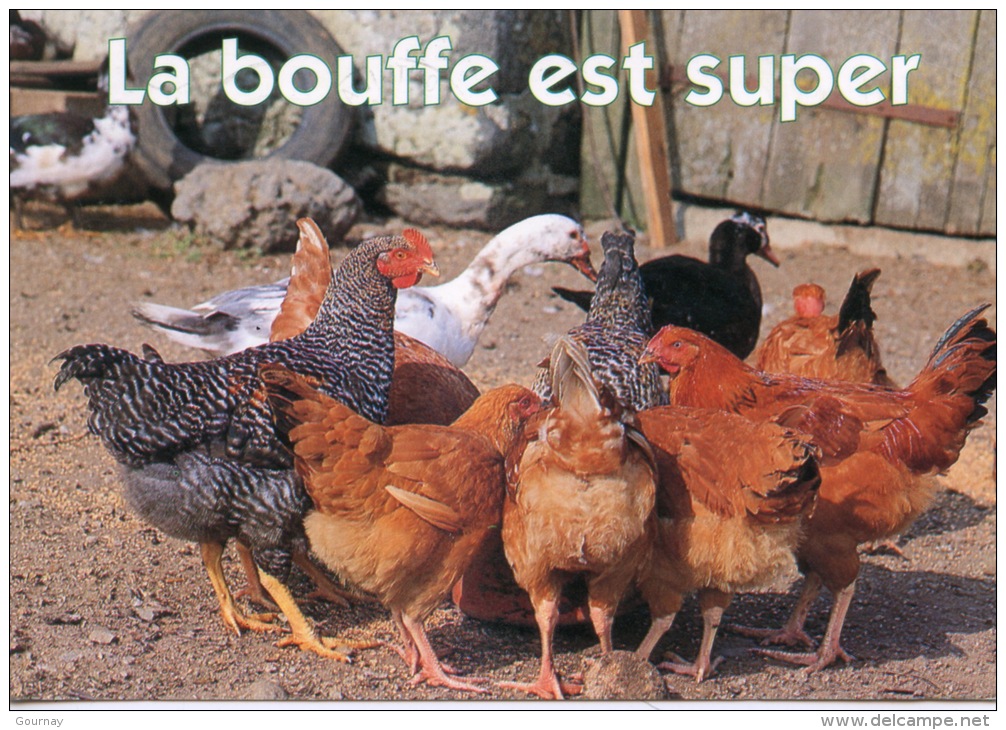 La Bouffe Est Super - Basse Cour Poules Canards - Les Humoristiques (animaux Faune) éd Debaisieux - Humour