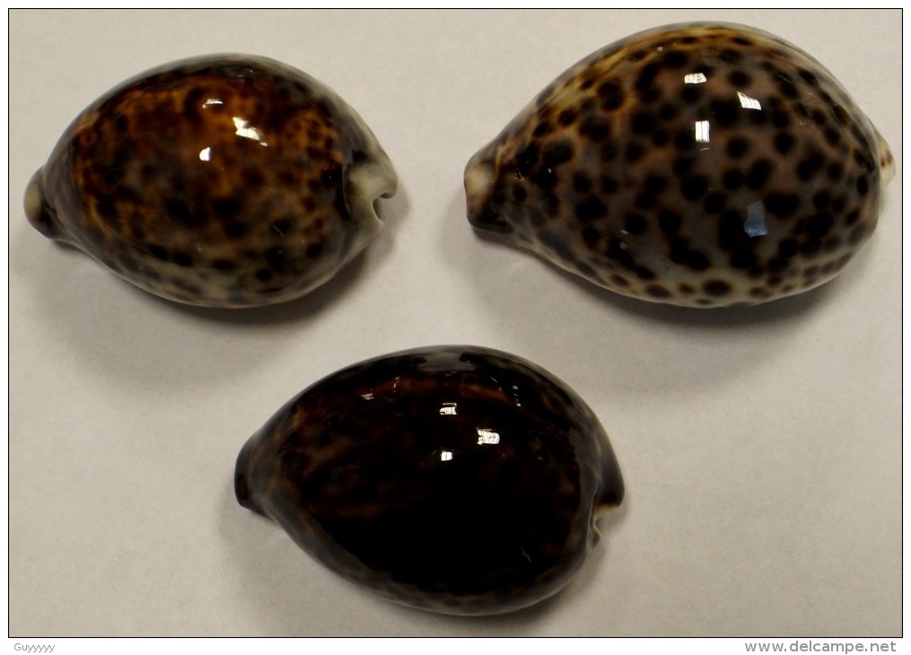 Coquillage - Porcelaine - Cypraeidae - Cypraea Tigris (linnaeus, 1758) - Philippines - Coquillages