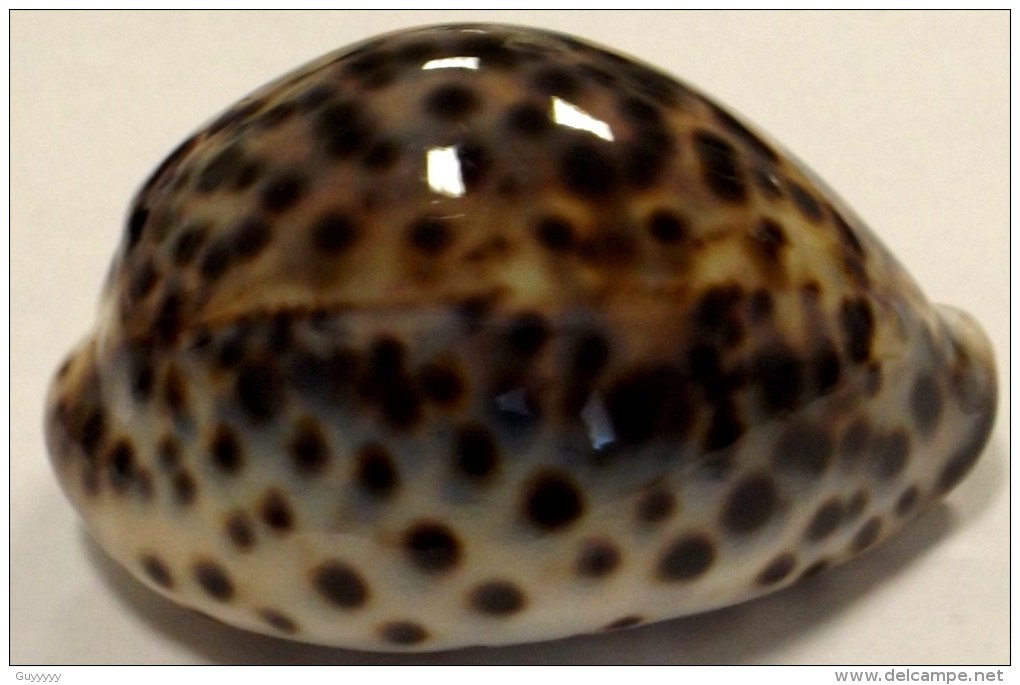 Coquillage - Porcelaine - Cypraeidae - Cypraea Tigris (linnaeus, 1758) - Philippines - Coquillages