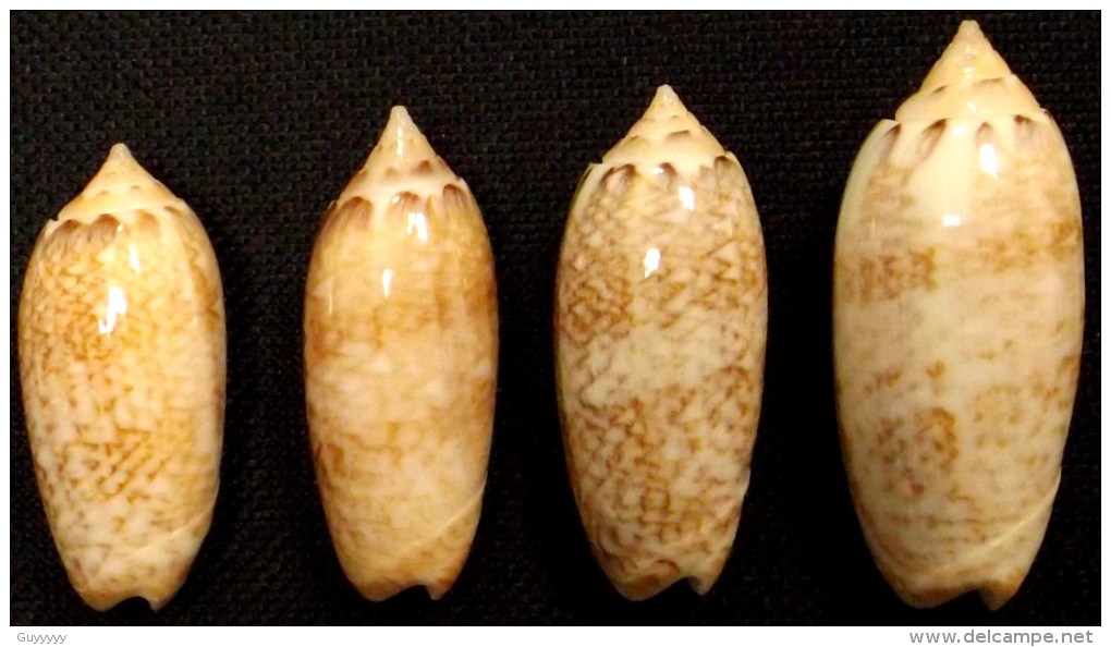 Coquillage - Olives - Olividae - Oliva Reticularis Lamarck, 1810 - Guadeloupe - Coquillages