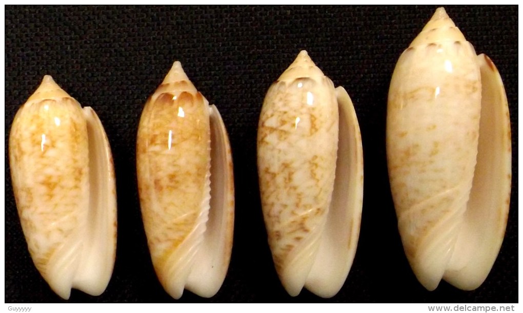 Coquillage - Olives - Olividae - Oliva Reticularis Lamarck, 1810 - Guadeloupe - Coquillages