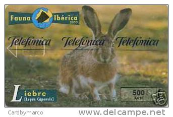 *SPAGNA - FAUNA IBERICA: LIEBRE* - Scheda NUOVA (MINT) In Blister - Emissioni Di Base