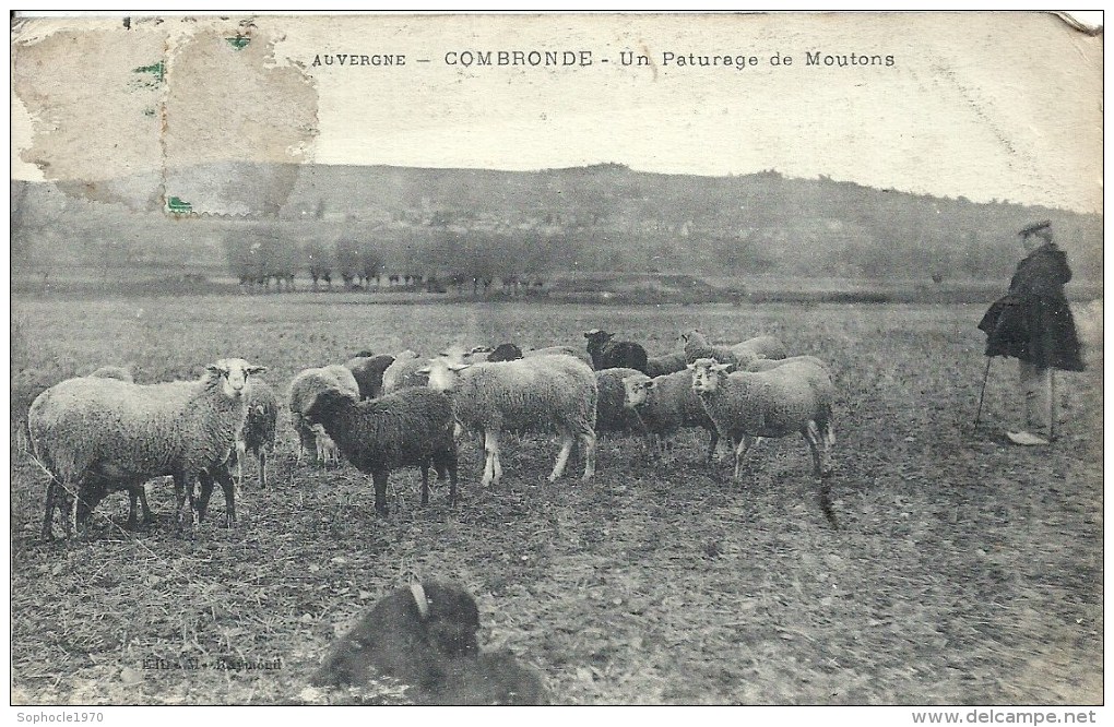 AUVERGNE - 63 - PUY DE DOME - COMBRONDE - UN Pâturage De Moutons - Combronde